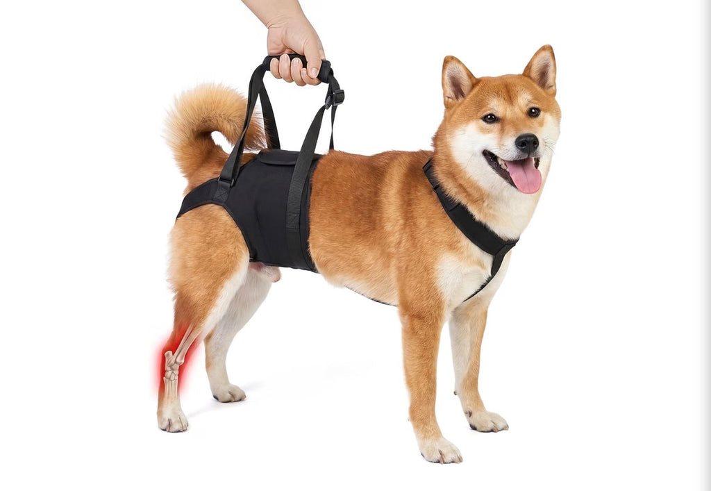 Dog Sling for Large Dogs Hind Leg Support, Dog Back Leg Lift Harness
Help Large Breed Rear Leg Up, Senior Dog Lift Assist for Weak Back Leg, Mobility Aid for Elderly, Injured, Paralyzed Dog, Small