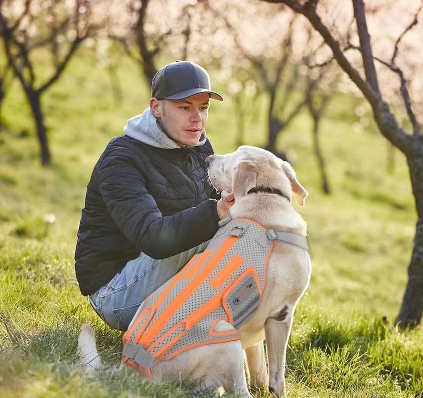 Dog Back Brace for Arthritis, Dog Hip Brace for IVDD, Frame Support Harness for Back，Keeps The Back Stable and Reduces Movements and Pain - Medium