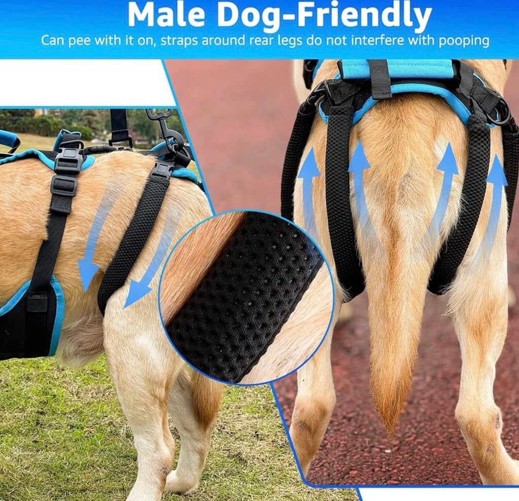 Dog Lift Harness for Large Male Dogs, 2-in-1, Back Leg Support & Mobility Assistance for Senior Dogs, Post-Surgery Recovery Sling (Black & Blue, Large)