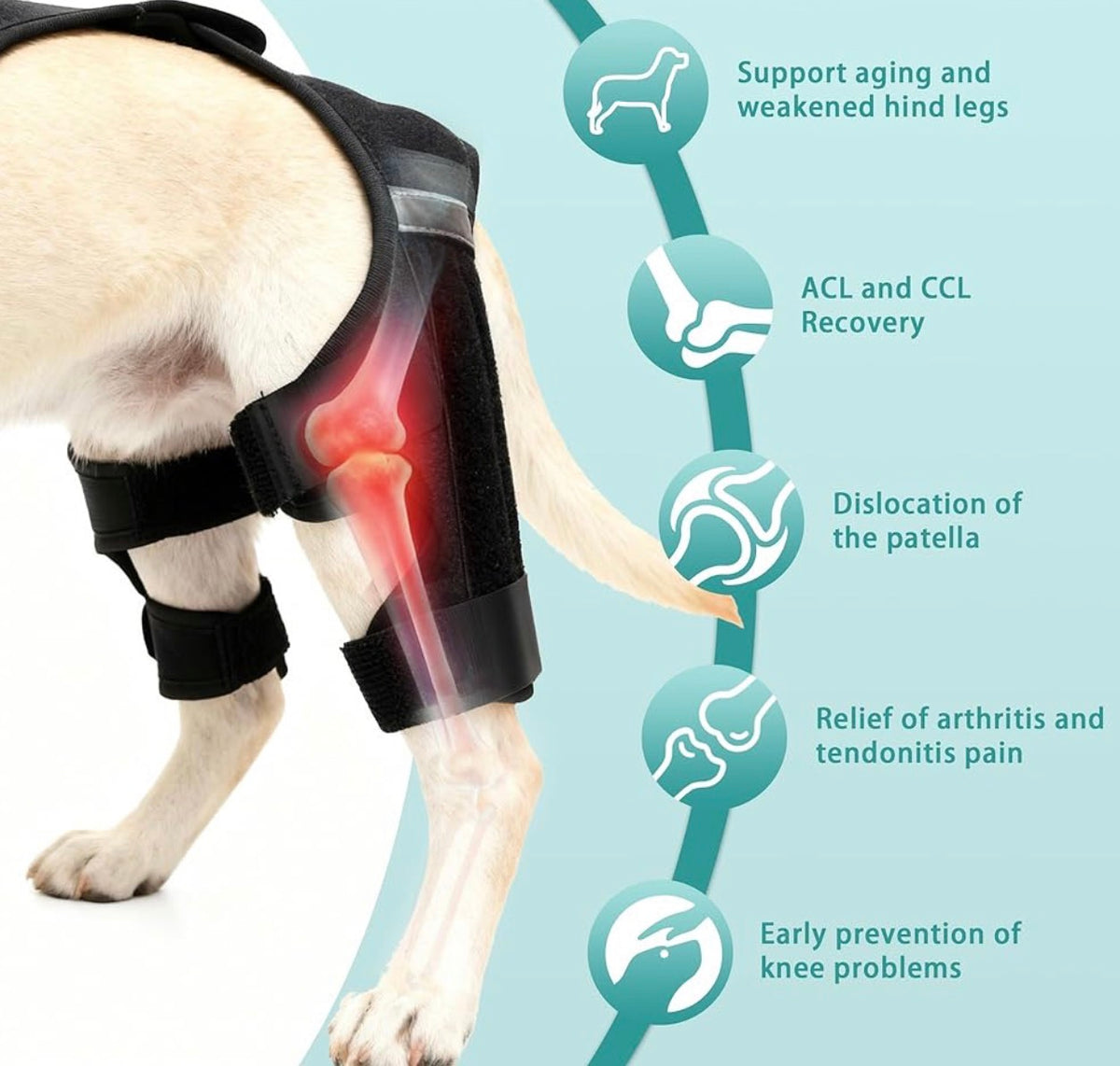 Dog Knee Brace for Torn ACL Hind Leg, Adjustable Dog Leg Braces for Back Leg with 4 Stabilizers for Luxating Patella Relieves Ligament Injury and Joint Pains - Medium